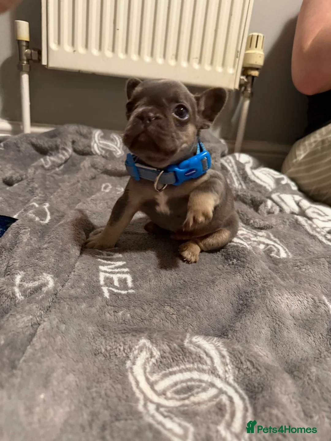 French Bulldog dogs for sale: French bulldogs  - Advert 31