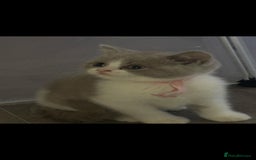 British Shorthair cats for sale: Bsh reading now 1 girl - Image 9