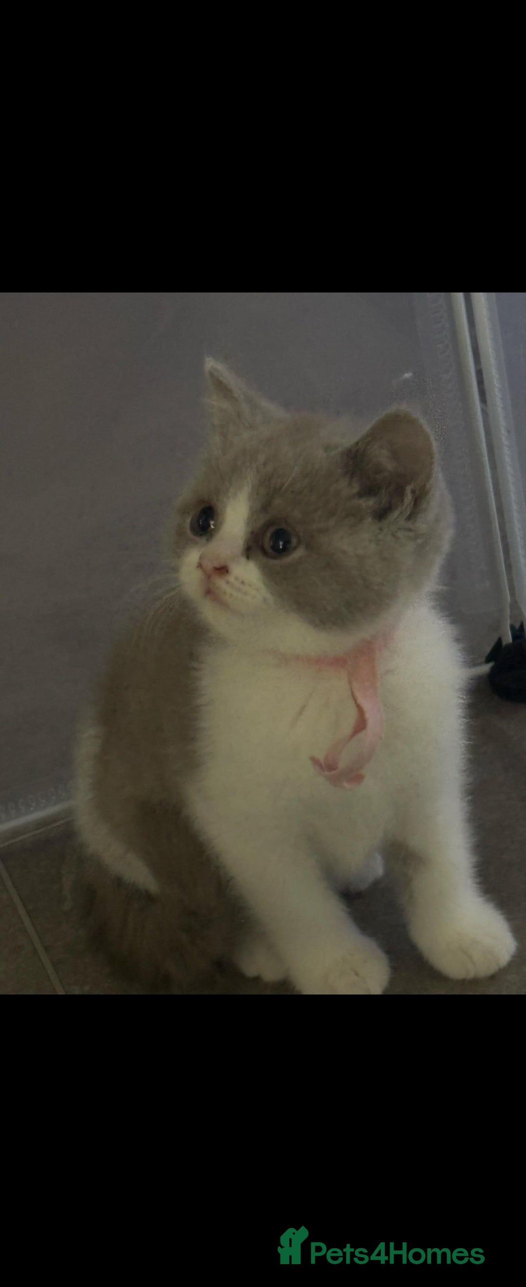 British Shorthair cats for sale: Bsh reading now 1 girl - Image 9