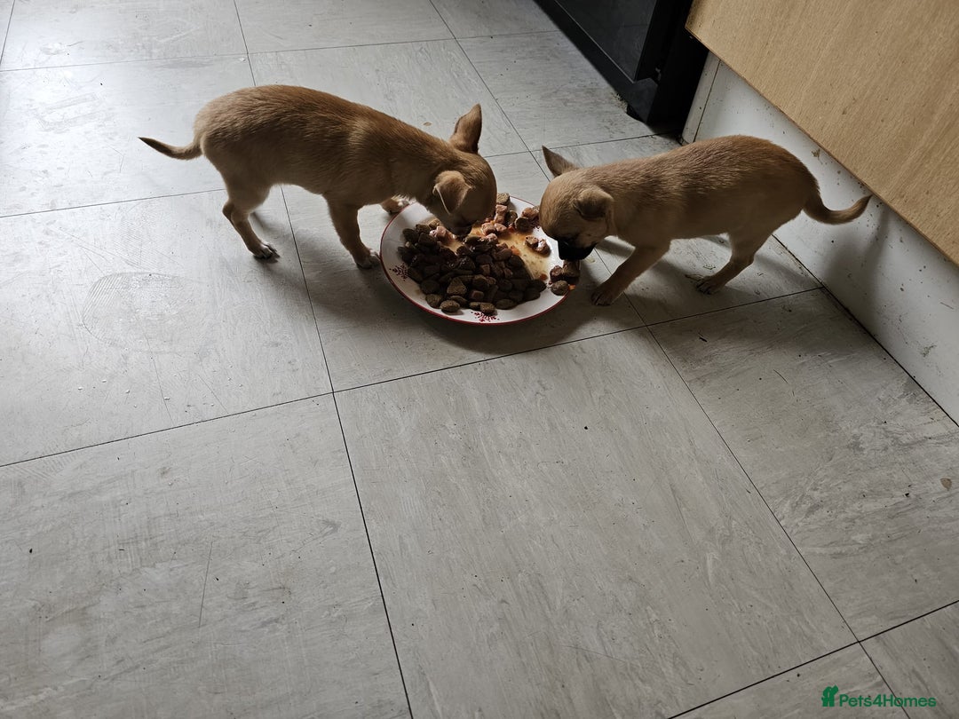 Chihuahua dogs for sale: Super tiny chihuahua girls for sale - Image 14