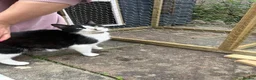 Mixed Breed cats for sale: Five Loving Kittens Ready for Forever Homes - Advert 19