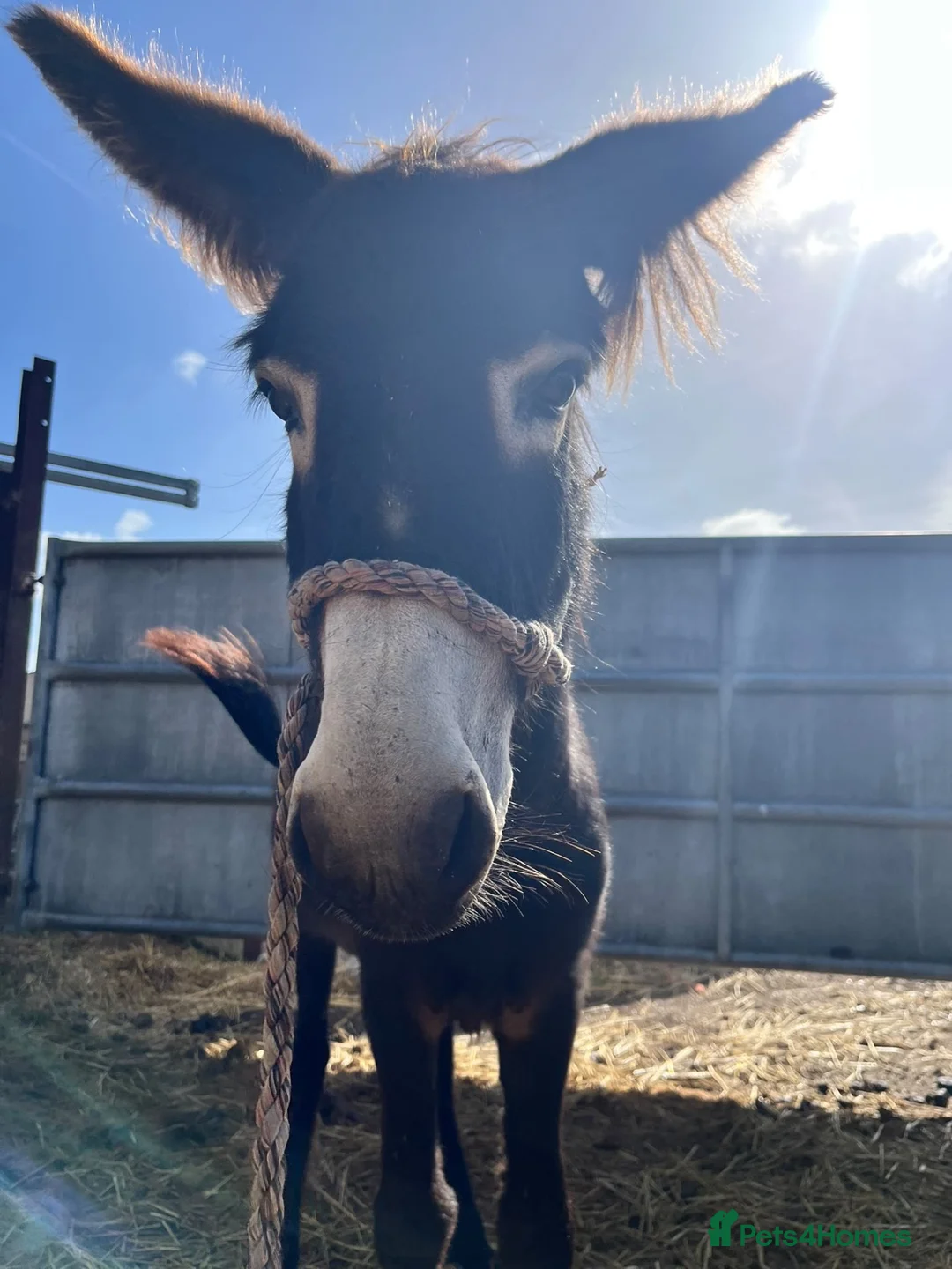 Donkey livestock for sale: Beautiful 1 Year Old Male Donkey  - Advert 6