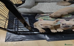 French Bulldog dogs for sale: Unique and Beautiful French bulldogs puppies  - Image 9