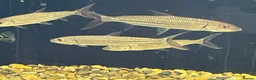 Other/Mixed Breed fish for sale: African tiger fish - Advert 7