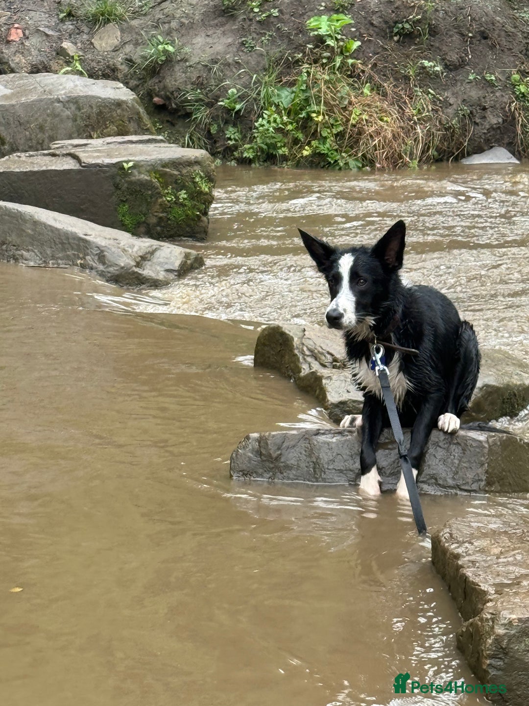 Border Collie dogs for sale: Finnan 10 months old. Border collie - Image 2