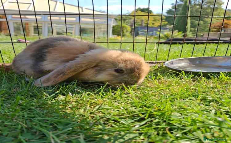 Mini Lop rabbits - Advert 14