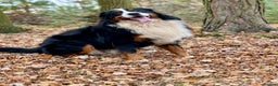 Bernese Mountain Dog dogs for stud: Bernese mountain dog (STUD) in Goole - Advert 2