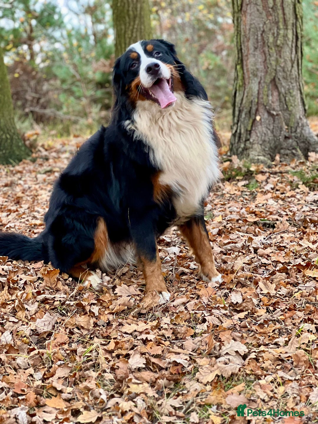Bernese Mountain Dog dogs for stud: Bernese mountain dog (STUD) in Goole - Image 2