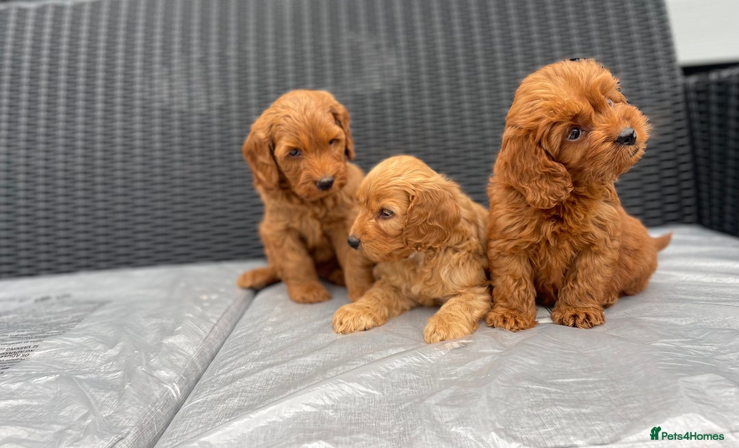 Cockapoo dogs for sale: Beautiful f1 cockapoos ready now - Image 12