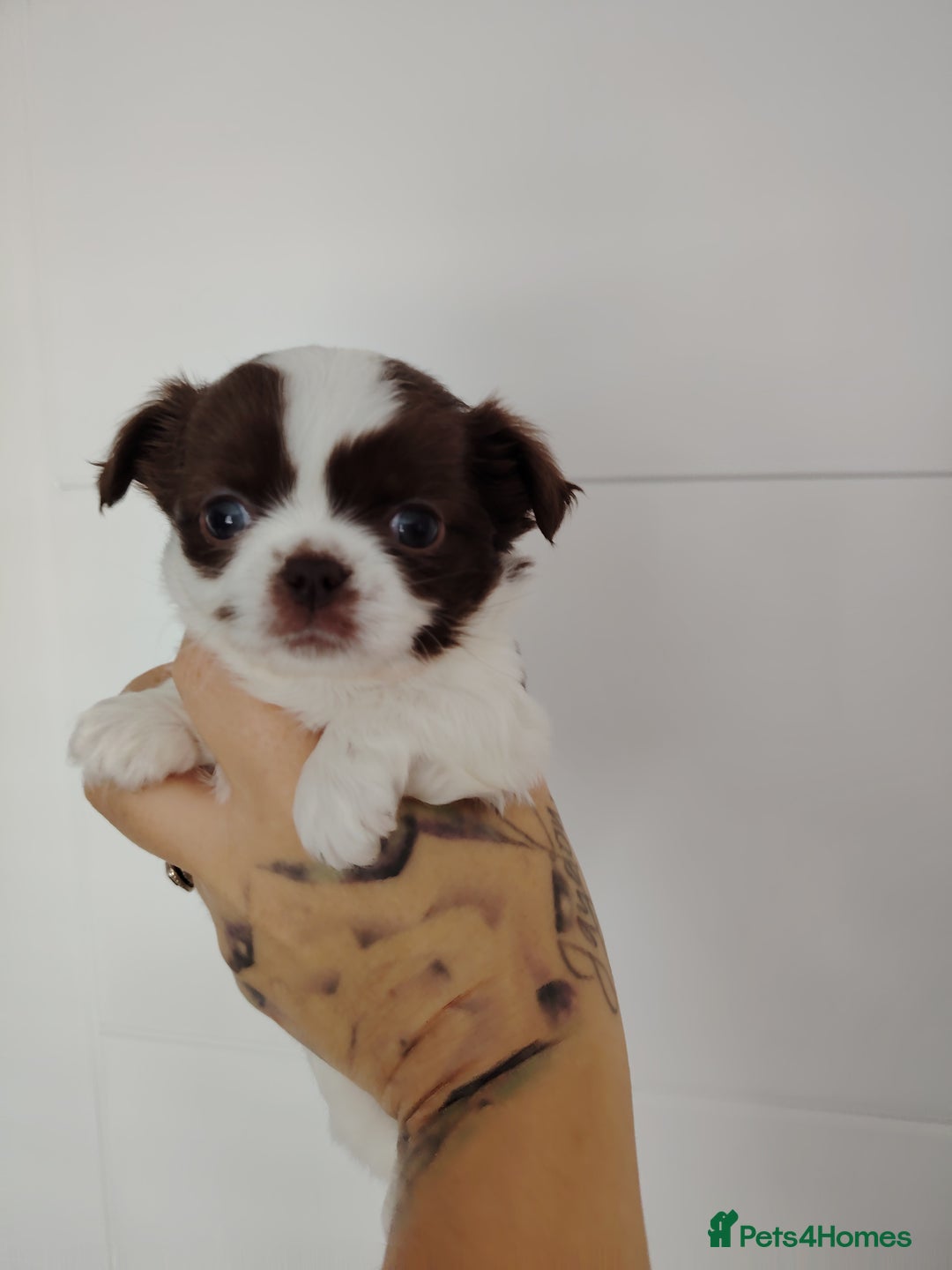 Chihuahua dogs for sale: Kc registered chihuahua boys - Image 4