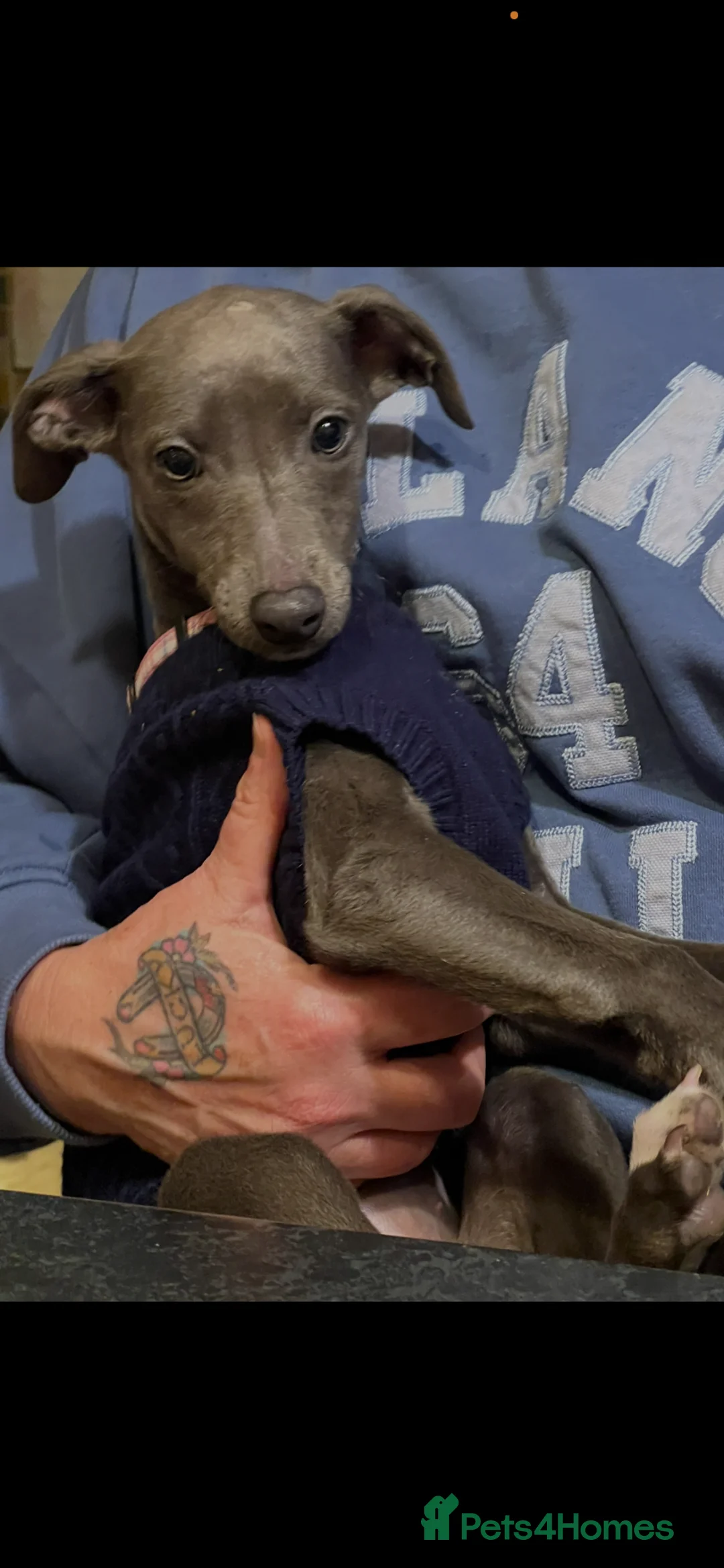 Whippet dogs for sale: KC registered blue whippet female - Advert 3