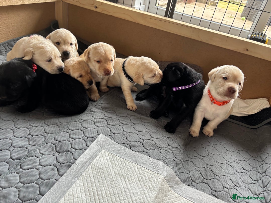 Labrador Retriever dogs for sale: KC Registered+Health checked Labrador puppies! in Rotherham - Image 12
