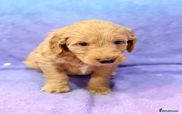 Mini Goldendoodle dogs for sale: Gorgeous Mini Goldendoodles By Therapy Asst Mom - Image 16