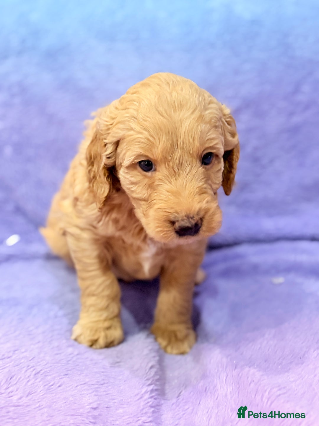 Mini Goldendoodle dogs for sale: Gorgeous Mini Goldendoodles By Therapy Asst Mom - Image 16