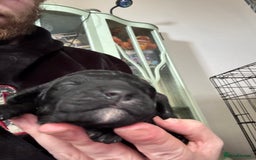 Cockapoo dogs for sale: Cockerpoo pups - Image 3