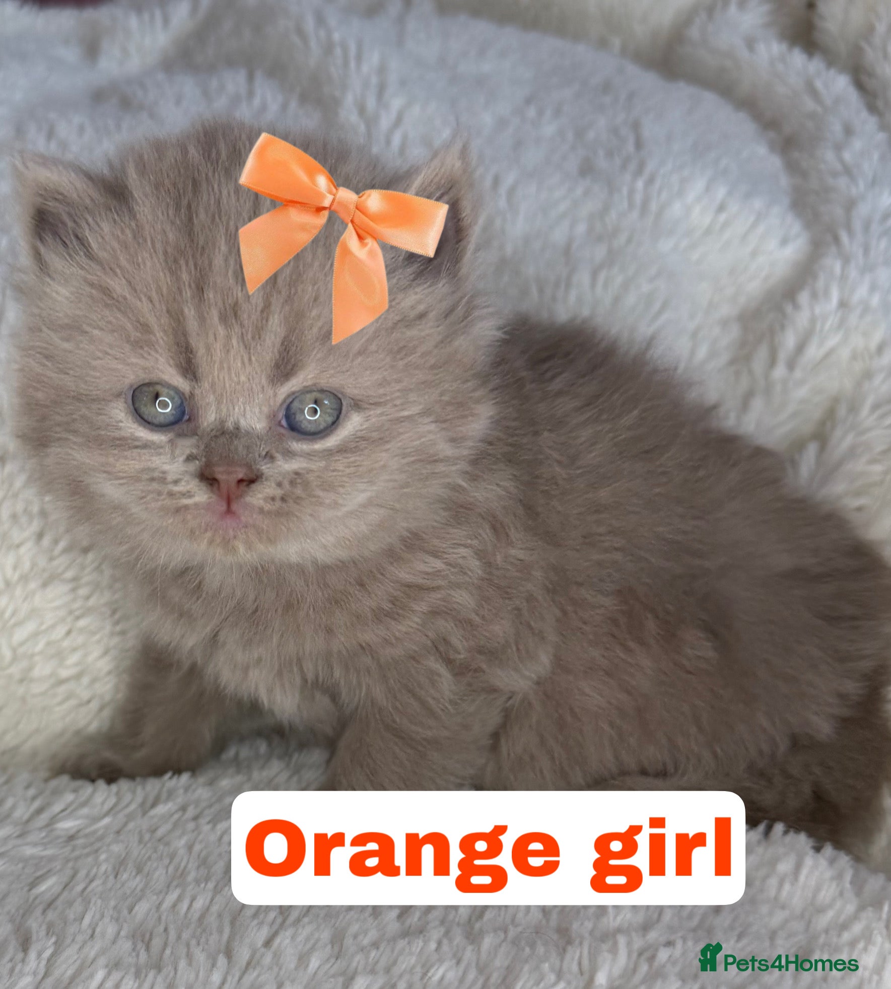 British Shorthair cats ✨  4 available Quality gccf British Shorthairs  - Advert 15