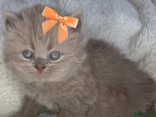 British Shorthair cats ✨ 4 available Quality gccf British Shorthairs - Advert 15