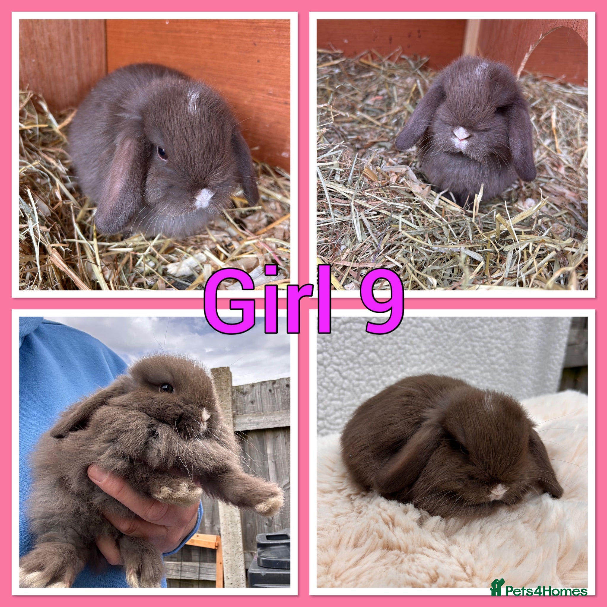 Mini Lop rabbits Pure Mini Lop babies  - Advert 1