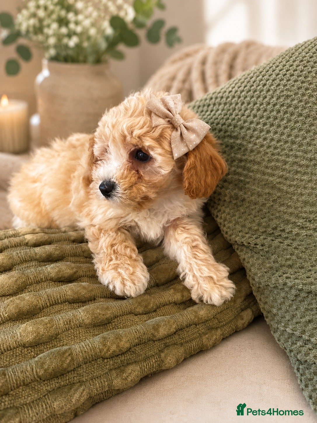 Maltipoo dogs Adorable maltipoo puppies in Huddersfield - Advert 8