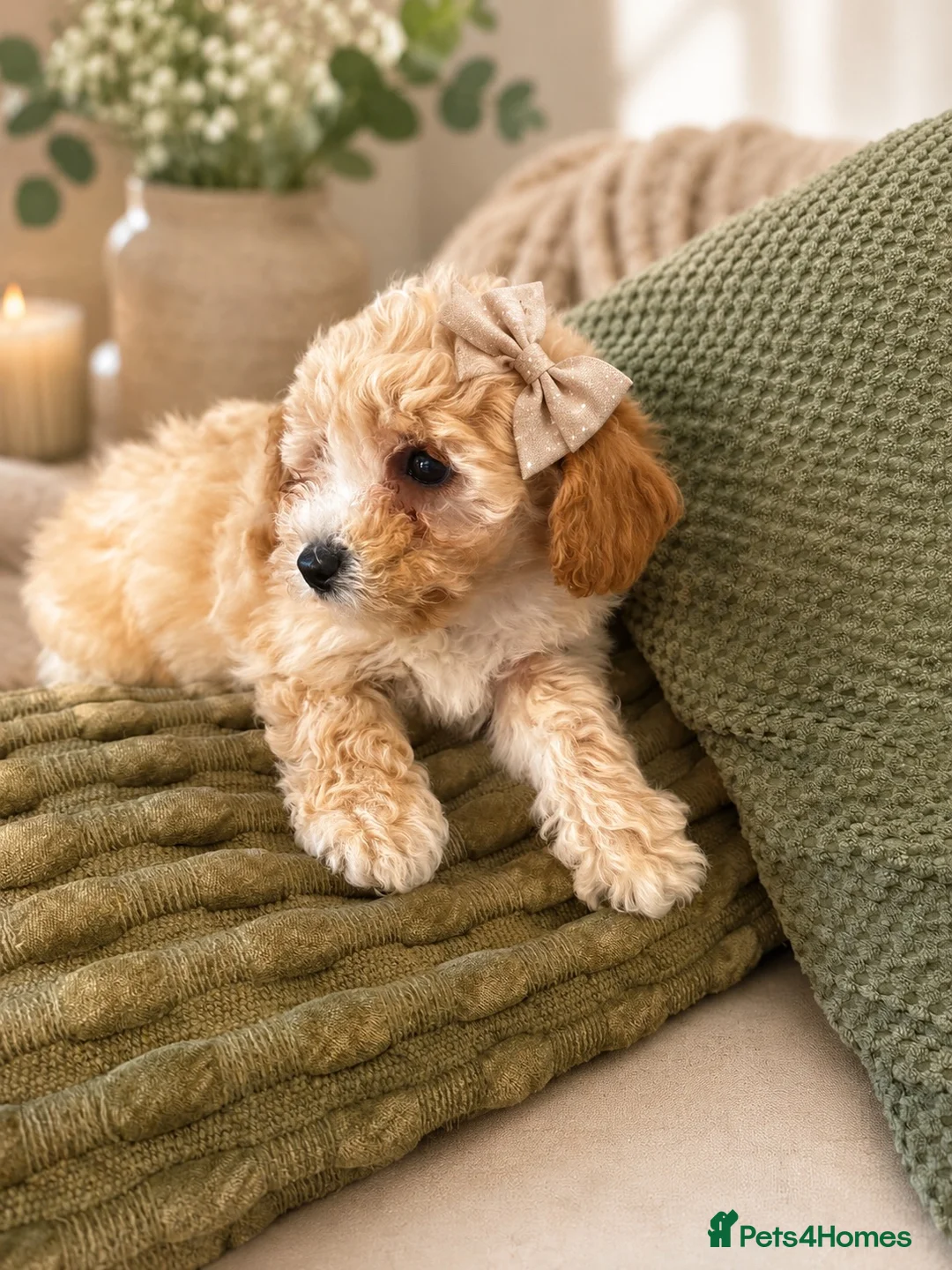 Maltipoo dogs for sale: Adorable maltipoo puppies in Huddersfield - Advert 1