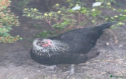 Chickens poultry for sale: Roughly 28 week old silver Maran  - Image 1