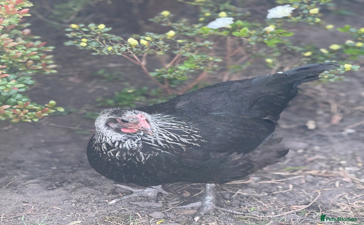Chickens poultry - Advert 1