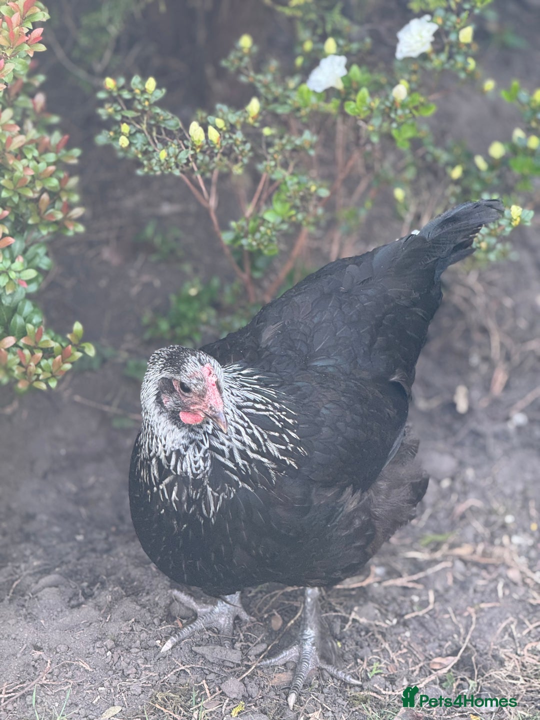 Chickens poultry for sale: Roughly 28 week old silver Maran  - Image 1