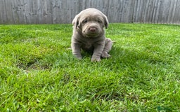 Labrador Retriever dogs for sale: Stunning kc silver Labradors  - Image 7