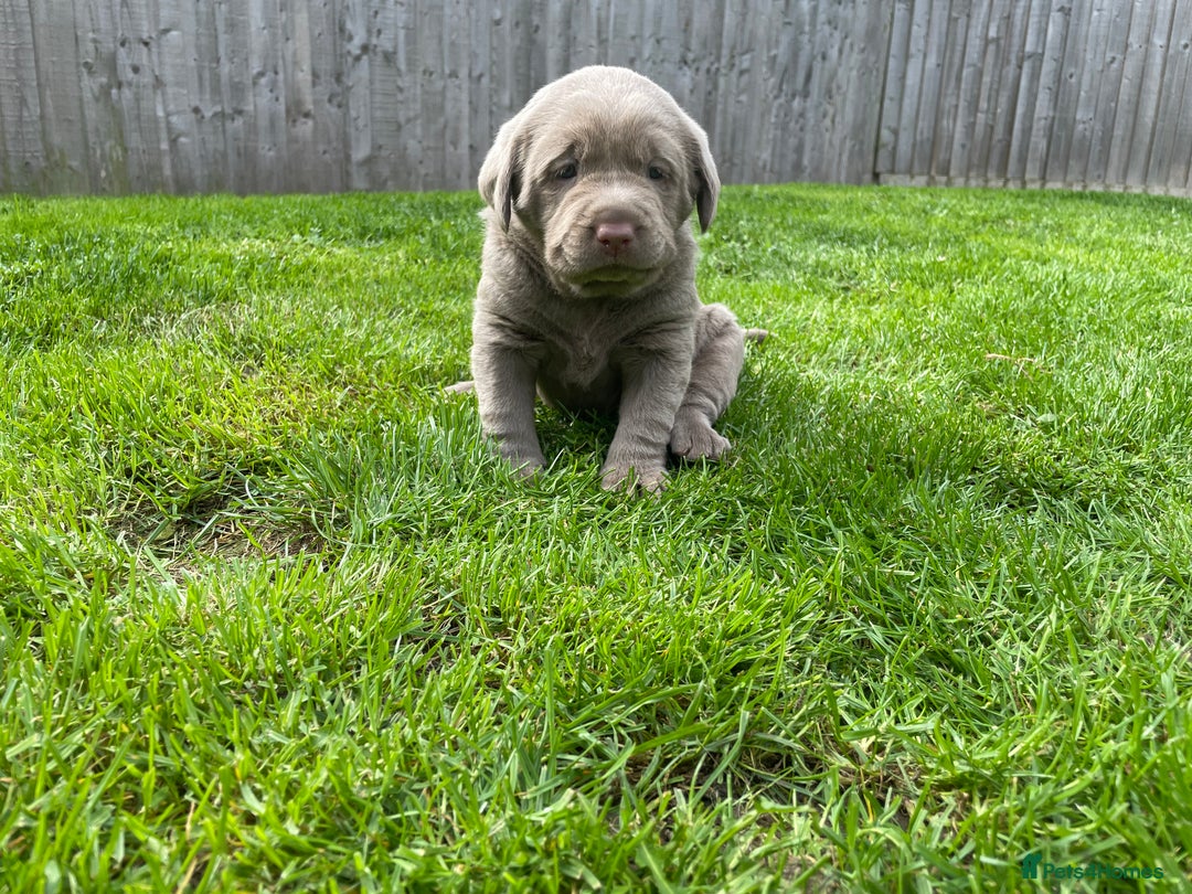 Labrador Retriever dogs for sale: Stunning kc silver Labradors  - Image 7