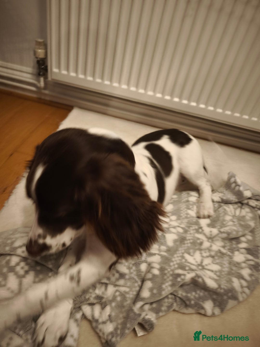 Sprocker dogs for sale: Family dog Sprocker puppy  - Advert 8