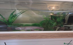 Axolotl reptiles for sale: Adult axolotl a full set up for sale - Image 8