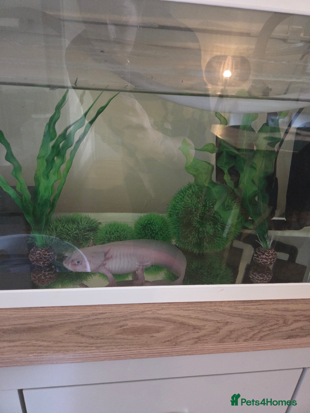 Axolotl reptiles for sale: Adult axolotl a full set up for sale - Image 8