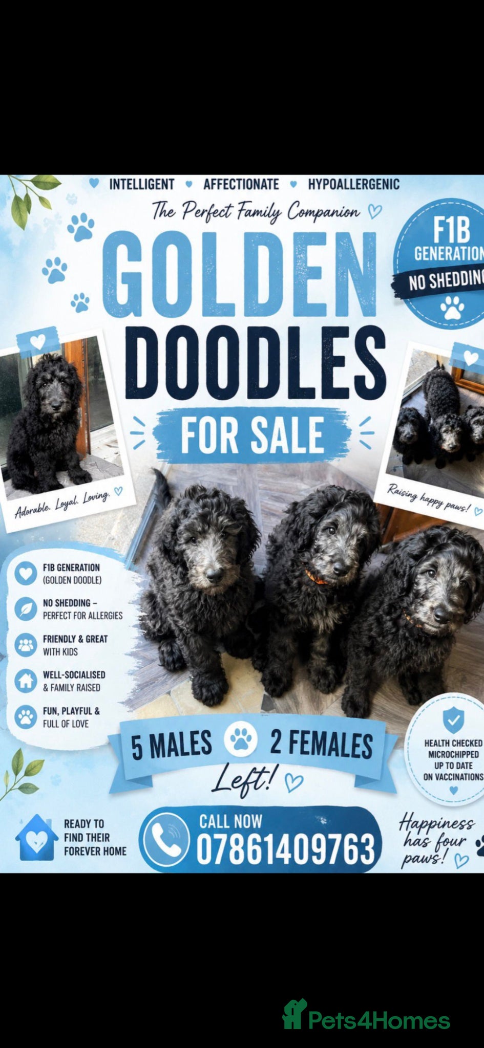 Goldendoodle dogs for sale: F1B Rare black standard Goldendoodle North Wales  - Advert 1