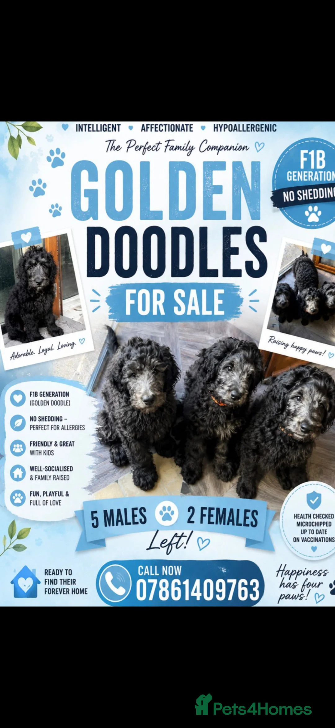 Goldendoodle dogs for sale: F1B Rare black standard Goldendoodle North Wales  - Advert 1