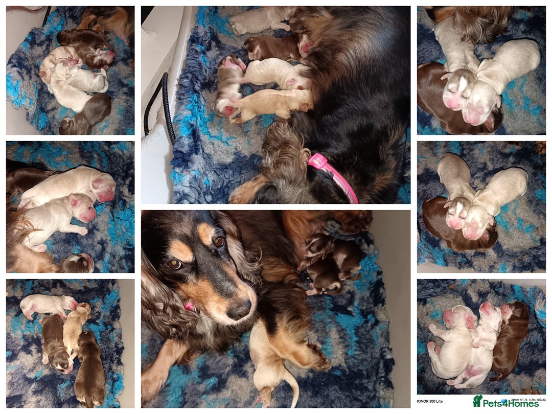 Cocker Spaniel dogs for sale: Show type Cocker Spaniel puppies - Advert 4