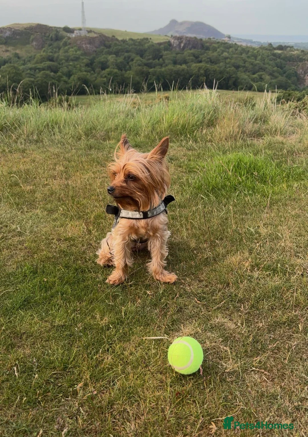 Yorkshire Terrier dogs for sale: Five Yorkshire Terrier Puppies  - Advert 11