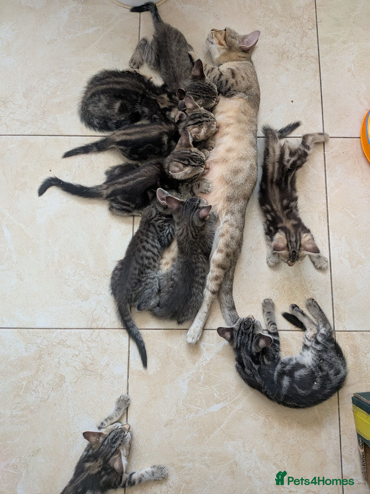 Mixed Breed cats Adorable kittens in London(SE18)😻😍😻 - Advert 2
