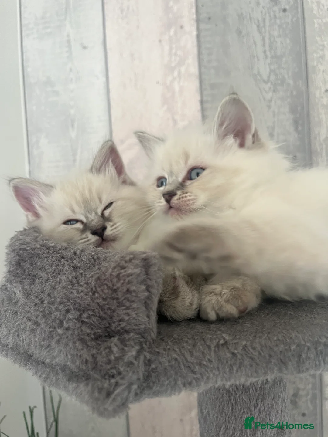 Ragdoll cats for stud: Bluepoint ragdoll stud  in Milton Keynes - Advert 33