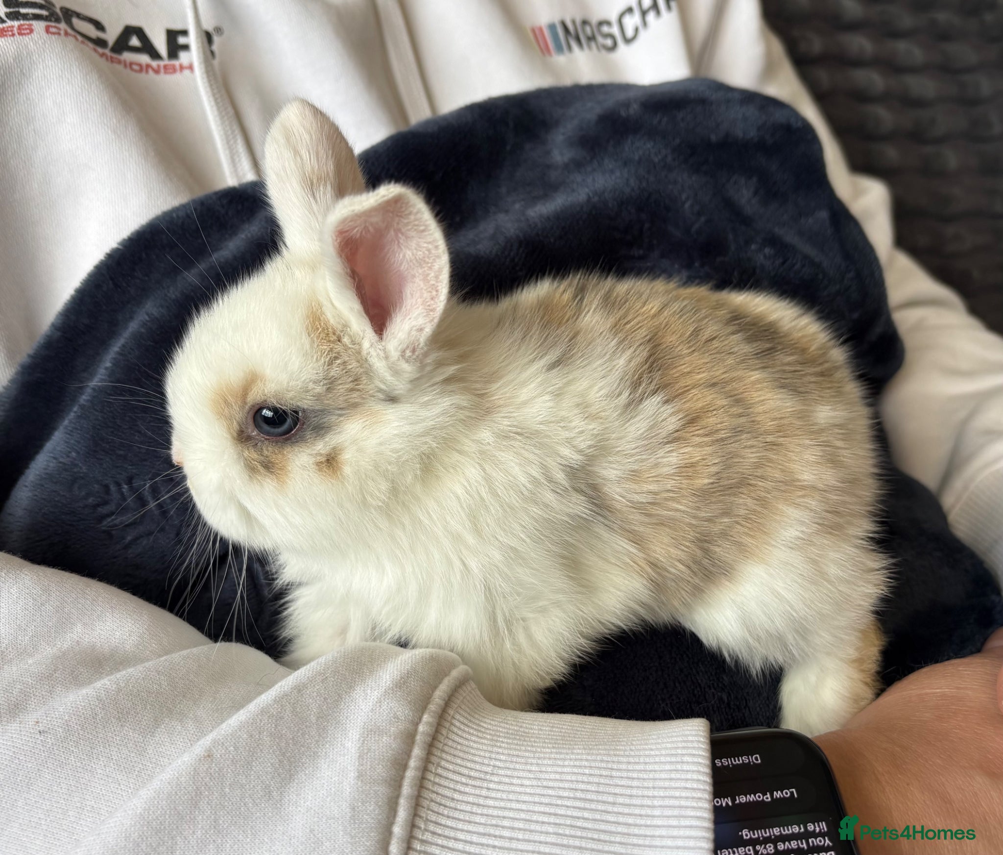Mini Lop rabbits Pure bred mini lop bunnies - Advert 1
