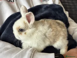 Mini Lop rabbits Pure bred mini lop bunnies - Advert 1