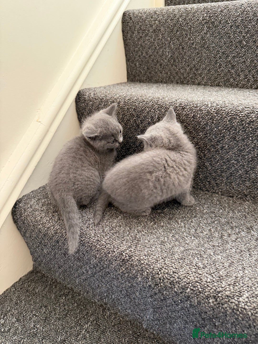 British Shorthair cats for sale: British shorthair - Image 12
