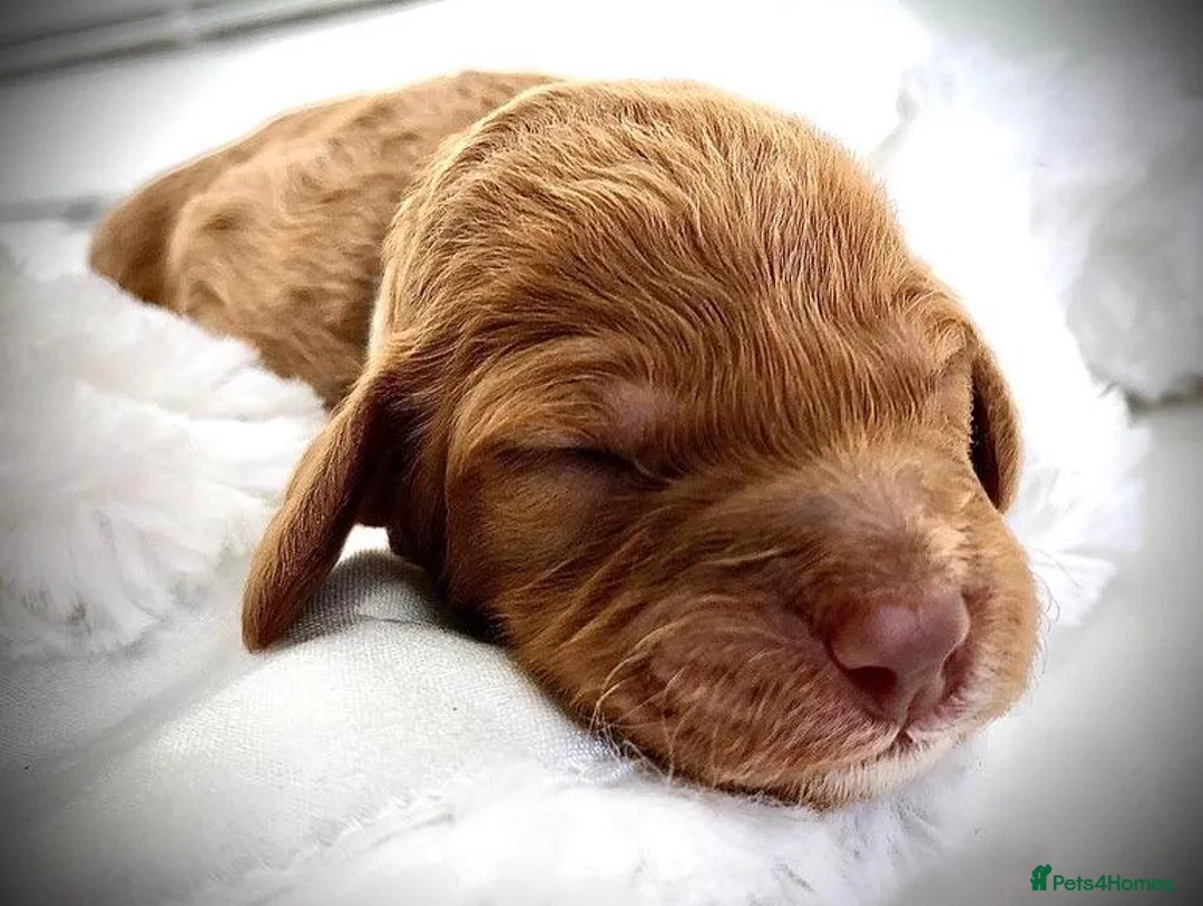 Cockapoo dogs for stud: Cockapoo Stud Dog (PROVEN) in Maidstone - Advert 10