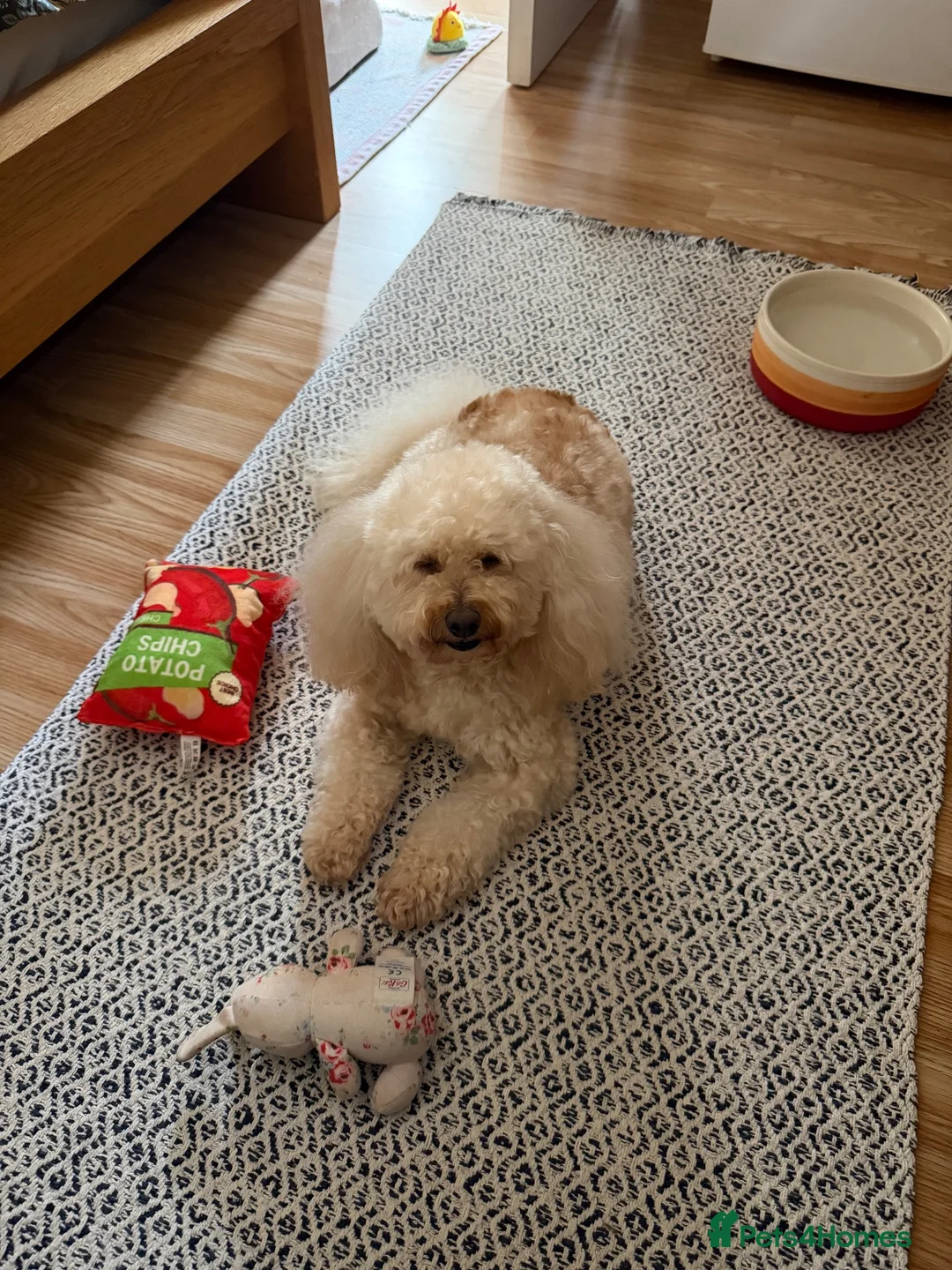 Toy Poodle dogs for sale: Gorgeous girl looking for a loving home  - Advert 4