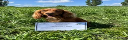 Cocker Spaniel dogs for stud: For Stud - Camsiscan Solaris Samurai  - Advert 5