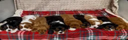 Cavalier King Charles Spaniel dogs for sale: STUNNING CAVALIER KING CHARLES PUPPIES  - Advert 13