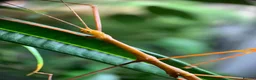 Stick Insects invertebrates for sale: 8x Nymphs of Myronides Glaucus ‘Peleng’ - Advert 3