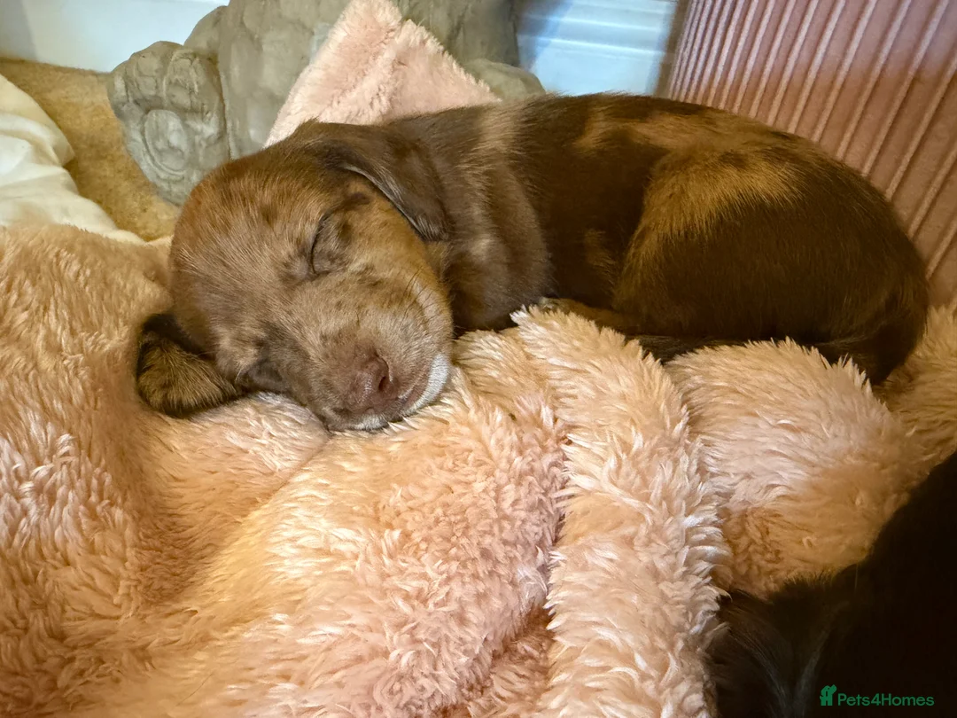 Mixed Breed dogs for sale: Doxie puppies  - Advert 2