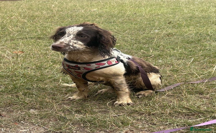 English Springer Spaniel dogs - Advert 1