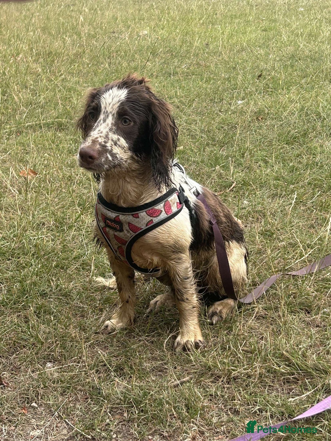 English Springer Spaniel dogs for sale: English springer spaniel  - Image 1