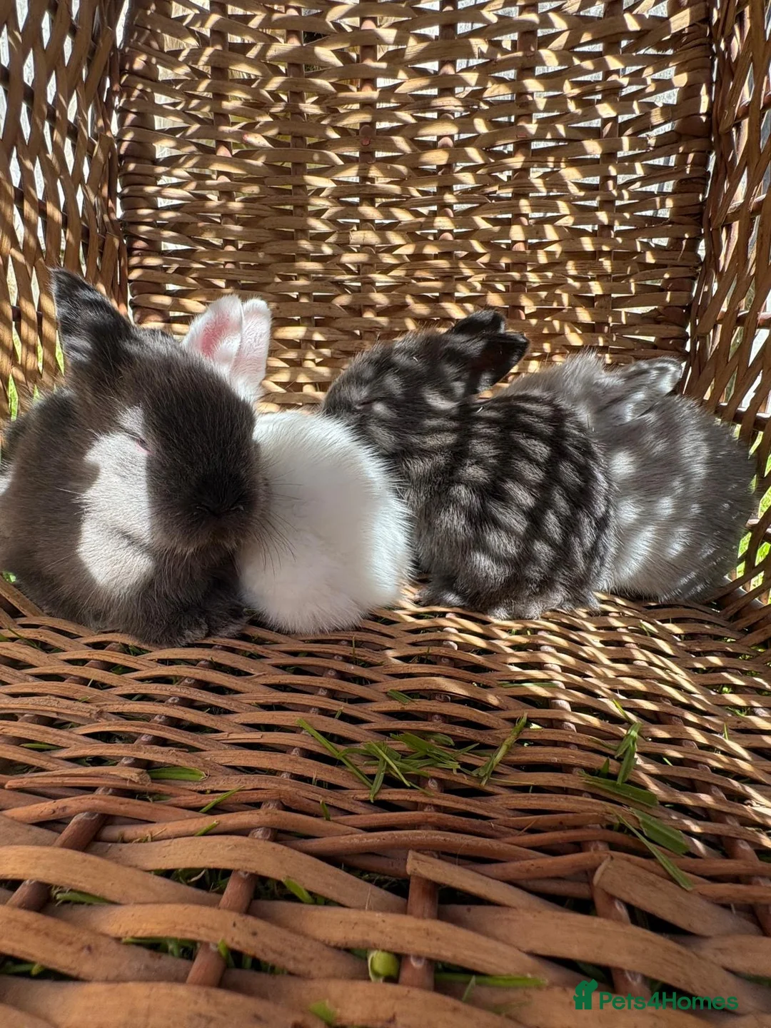 Mixed Breed rabbits for sale: Lion lop mix litter of baby bunnies  - Advert 11